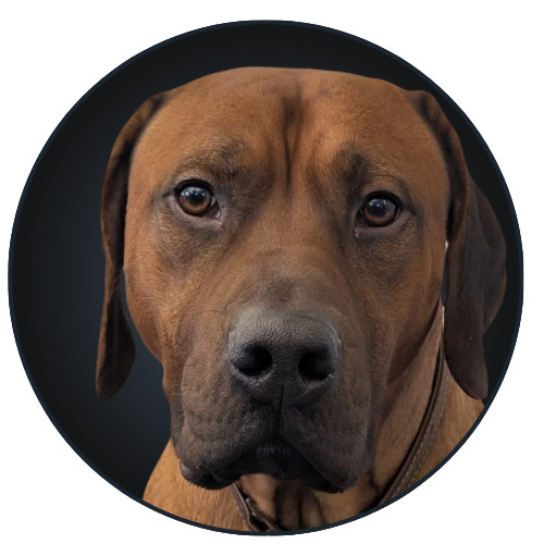 Jamie Bürohund